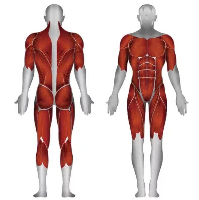 A diagram showing a human figure from front and back highlights major muscle groups in red, such as the pectorals and trapezius. For a versatile workout experience, opt for commercial-grade equipment like the Steelflex SteelFlex Cable Fly Machine (CLDCC).