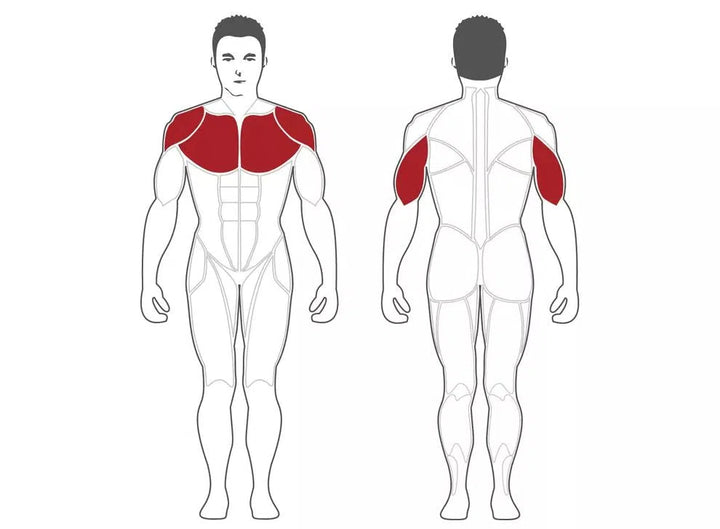 Illustrations showcase muscles: front view highlights chest and shoulders in red, back view emphasizes triceps. Perfect for grasping workouts on Steelflexs commercial-grade SteelFlex Olympic Flat Bench (NOFB).