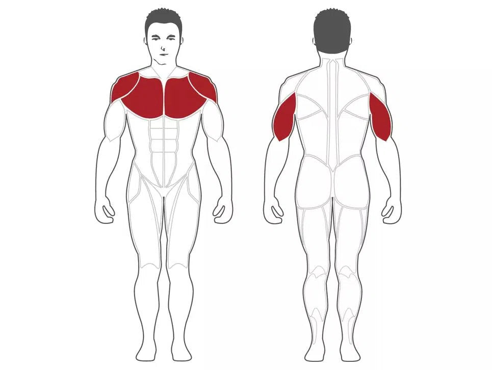 Diagram showing front and back views of a male body with muscle groups in red. The front highlights the Pectoralis muscles and upper arms, often targeted with the Steelflex Olympic Incline Bench (NOIB), while the back showcases rear shoulders and upper arms for improved gym performance.
