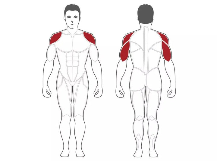 Front and back human body illustration with shoulder and outer arm muscles in red, crucial for strength training. Gray outlines show areas targeted by gym equipment like the Steelflex SteelFlex Olympic Military Press Bench (NOMB).