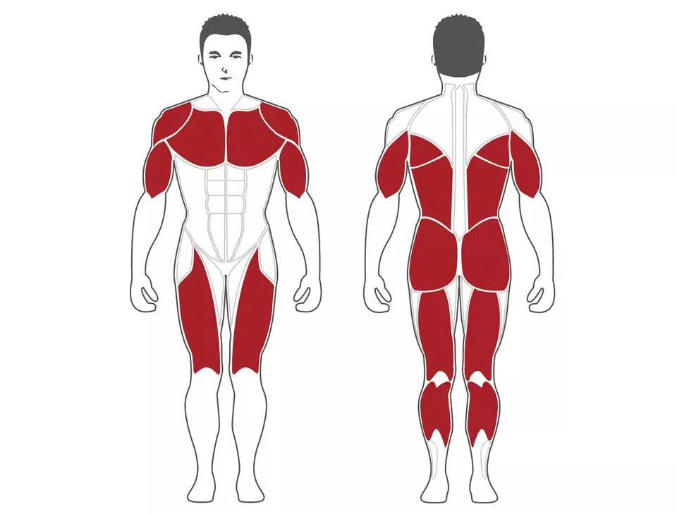 A human figure illustration highlights muscle groups in red along with a SteelFlex Squat Rack with Pull-Up Bar (NOPR). The front view focuses on chest, shoulders, abs, biceps, and thighs; the back emphasizes shoulders, triceps, upper back, glutes, and calves—ideal for workout planning with Steelflex equipment.