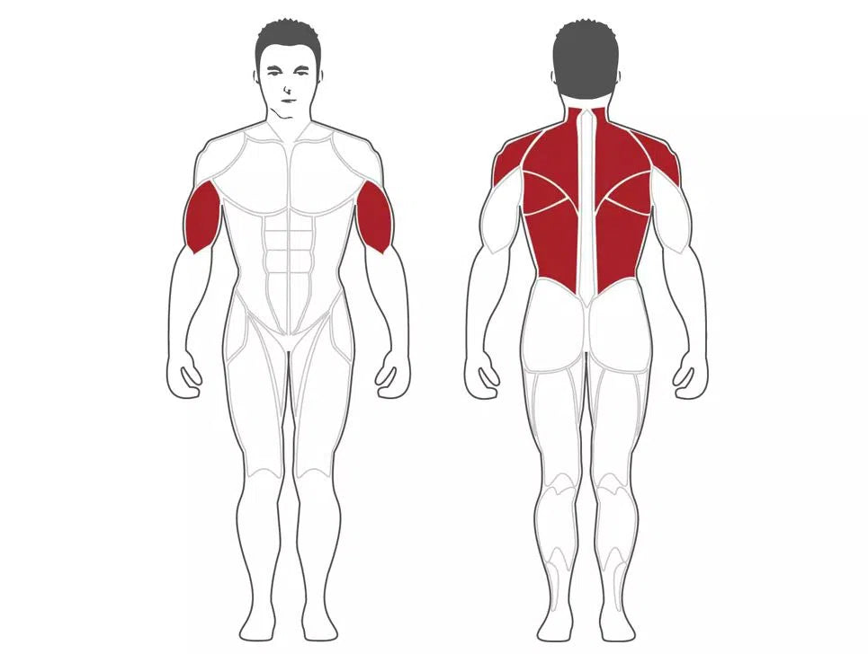 A diagram displays a male figure with highlighted muscles using the SteelFlex Back Row & Lat Machine (PL2200). The front view focuses on biceps, while the back highlights upper back, trapezius, and deltoid muscles—ideal for space-conscious gyms seeking dual-function workout equipment.