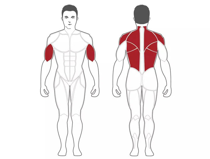 A diagram displays a male figure with highlighted muscles using the SteelFlex Back Row & Lat Machine (PL2200). The front view focuses on biceps, while the back highlights upper back, trapezius, and deltoid muscles—ideal for space-conscious gyms seeking dual-function workout equipment.