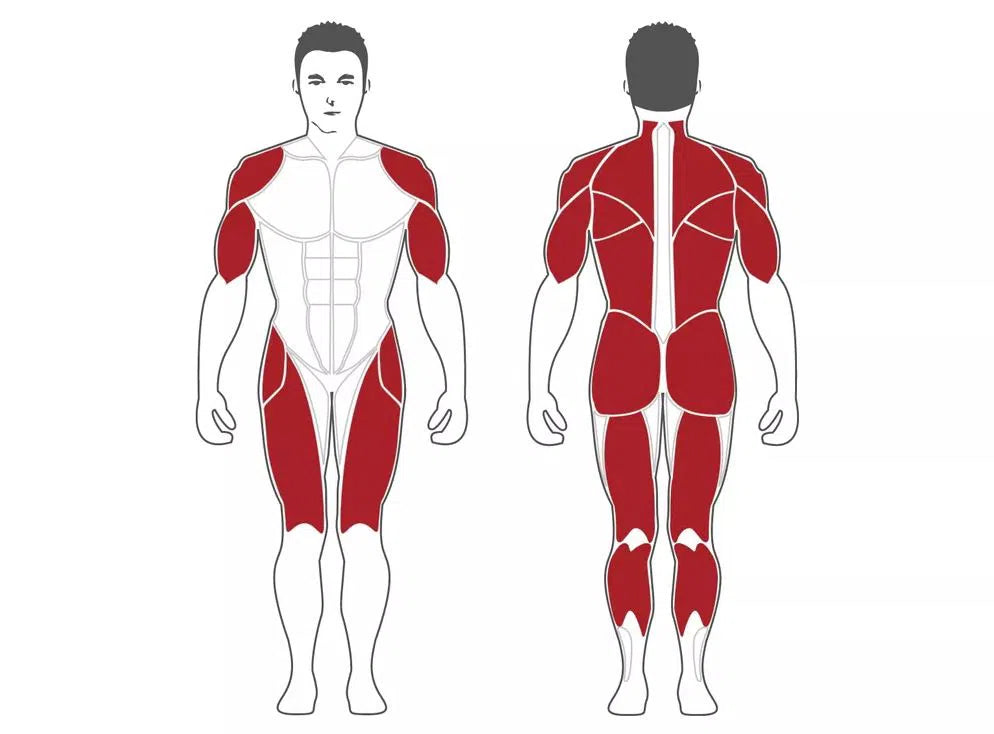 The SteelFlex Deadlift Machine (PL2300) by Steelflex features a dynamic illustration of a muscular human figure. The front view highlights the chest, shoulders, biceps, abdominals, and thighs, while the rear view focuses on shoulders, triceps, upper back, glutes, hamstrings, and calves for versatile strength training in commercial gyms.