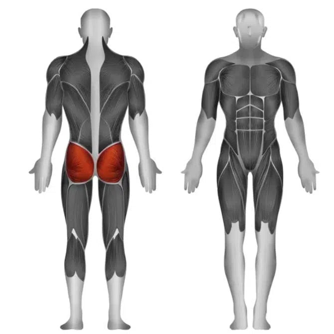 Illustration of a muscular body from the front and back, highlighting the glute muscles in red, resembling outcomes achievable with the Steelflex Glute Kickback Machine (PLHE). Remaining muscles appear in gray to display full muscle anatomy.