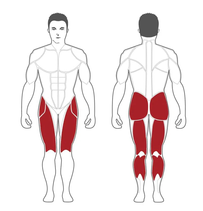 Illustration displaying male front and back views with highlighted muscles, ideal for commercial fitness centers. It emphasizes quadriceps, gluteus maximus, and hamstrings—perfect for lower body workouts using the Steelflex SteelFlex Hack Squat Machine (PLHP).