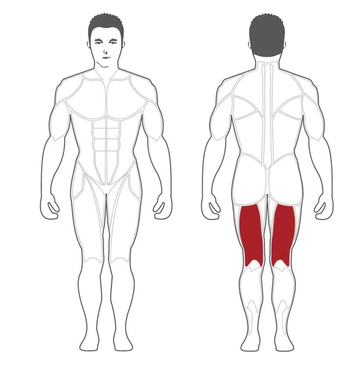 A human figure illustration highlights the hamstring muscles in red from the back, with unlabeled muscles on the front view. Ideal for anatomy education and users of gym-quality equipment like Steelflexs SteelFlex Hamstring Machine (PLLC).