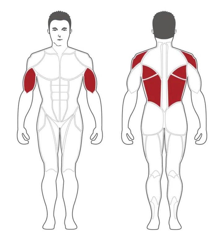 An illustration shows a human bodys front and back with red-highlighted muscles, similar to those targeted by the Steelflex SteelFlex Chest Supported Row Machine (PLSR), emphasizing triceps and upper back engagement.