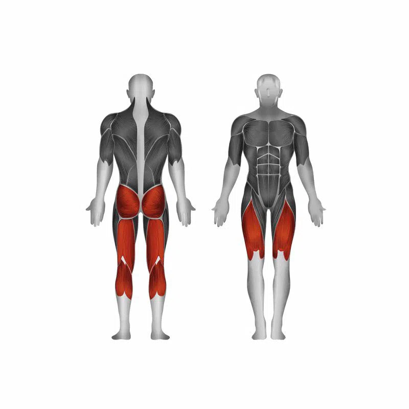 The Steelflex Power Squat Machine (PLSS) features an illustration of a human figure highlighting key muscle groups: red highlights on the glutes, hamstrings, and calves from the back view, and quadriceps from the front. Ideal for understanding muscle engagement during leg training.