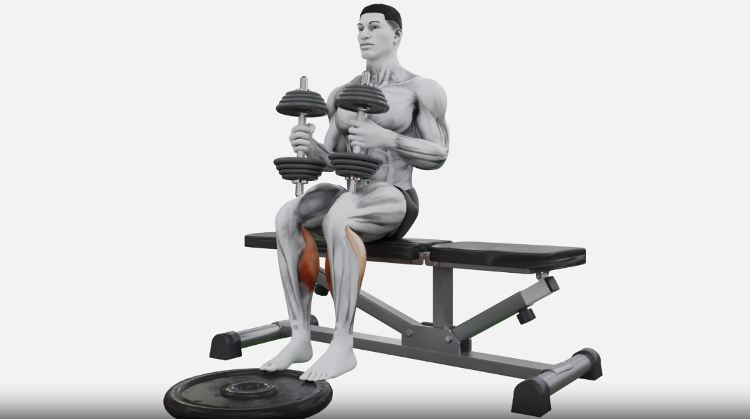 dumbbell calf raise on a bench